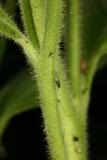 Nicotiana rustica RCP7-2014 097 Dead blackfly.JPG